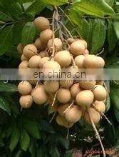 high quality longan lychee peeling machine