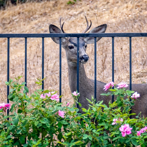 will 6 foot fence keep deer out (4)