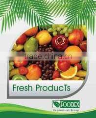 Foodex Company For Import And Export company overview - view 3
