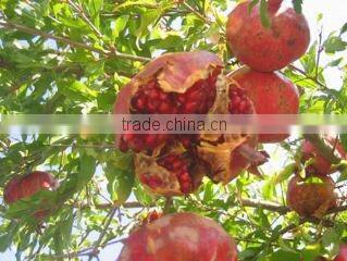 Aromaproduct Ltd company overview - view 2