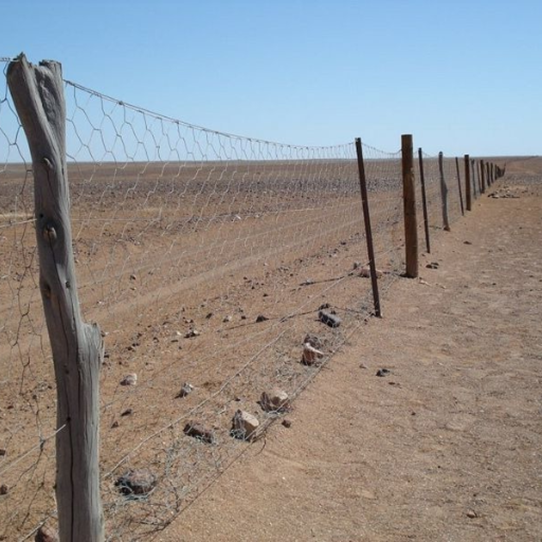 Rabbit-Proof Fence in Australia: Effective Solutions for Keeping Rabbits Out