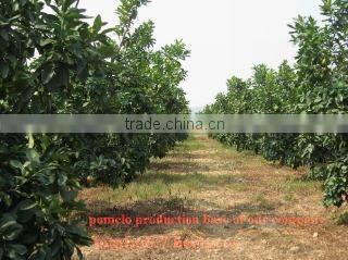 Zhangpu Yicai Fruit & Vegetable Co., Ltd. company overview - view 2