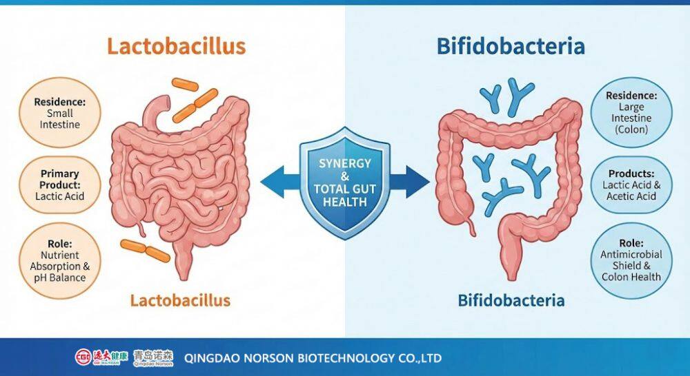 Bifidobacteria vs. Lactobacillus: Do You Know Who is Guarding Which Part of Your Gut?