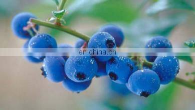 Apple wine pineapple etc fruit industrial juice making machine