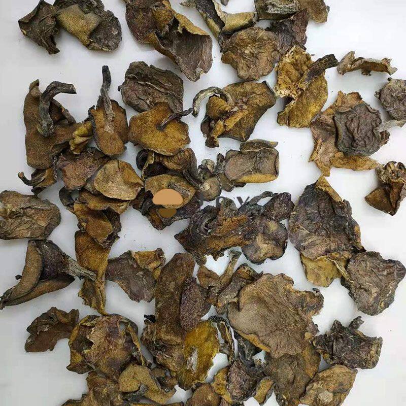 Dried suillus luteus