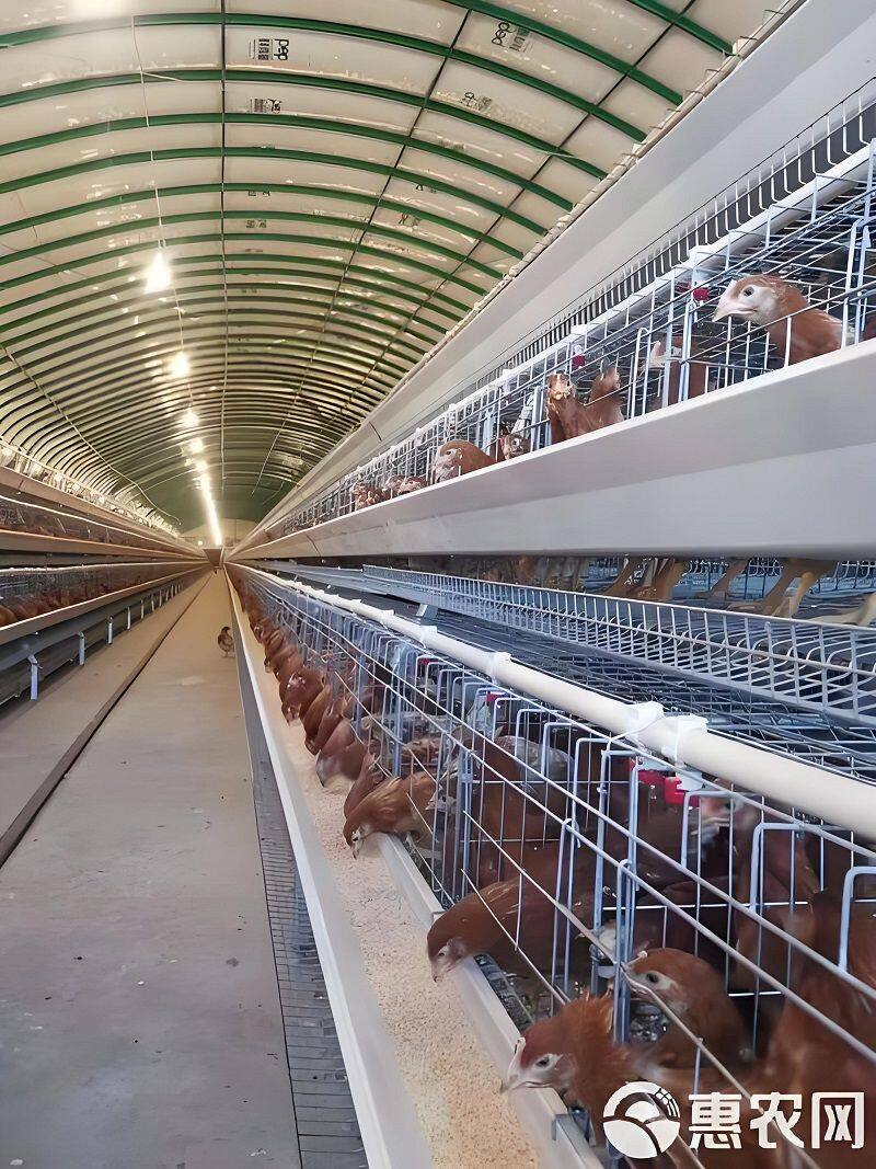 Fully automatic chicken cage