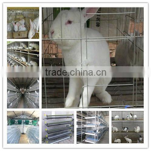 competitive price hot selling rabbit breeding cages for sale