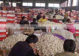 Linquan Global Foods Co., Ltd. company overview - view 2