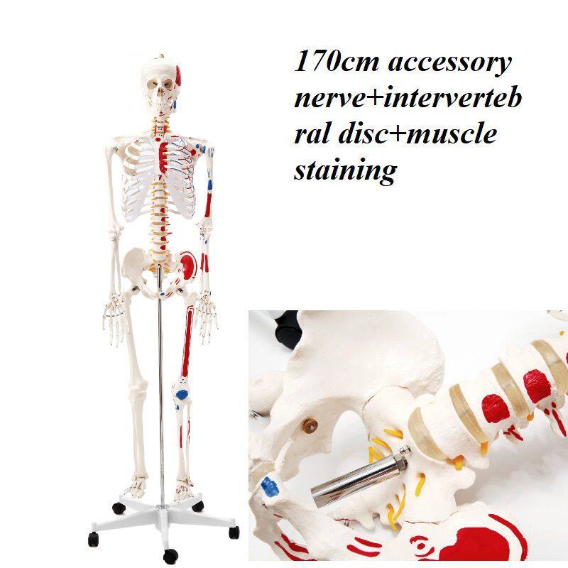 170cm附神经+椎间+肌肉着色 570元.jpg
