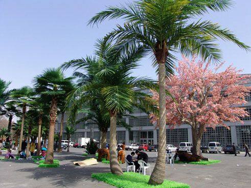 椰子树和华盛顿葵 - 副本