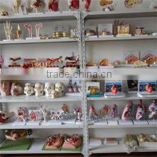 Suzhou Medical Teaching Model Co., Ltd. company overview - view 3