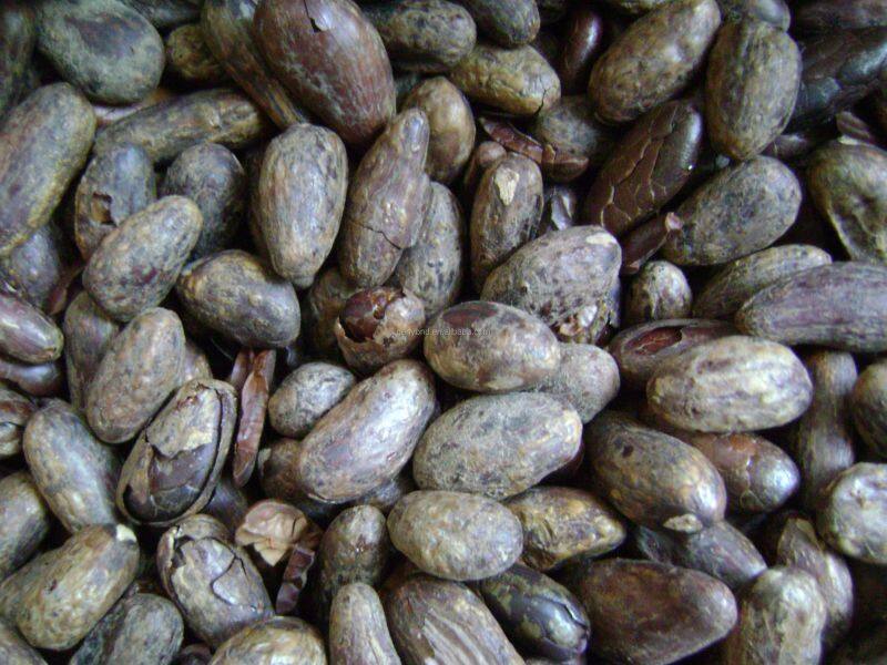 Complete Cocoa Bean Processing/cocoa Butter Processing Line