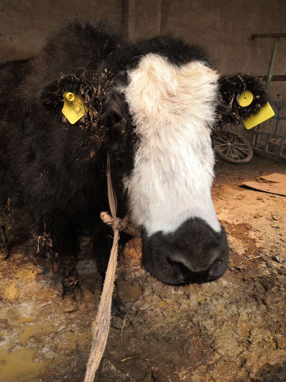 Do you know how cow/cattle face recognition work?