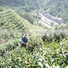 Shengzhou City Zhenan Tea & Co., Ltd. company overview - view 3