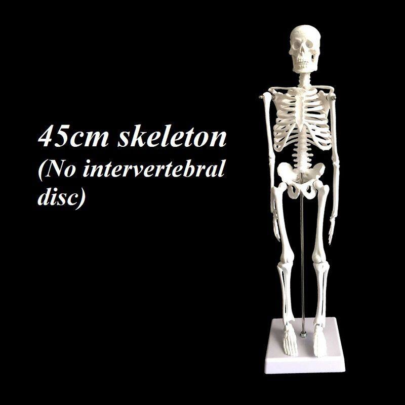 45cm 骨骼(无椎间盘)青少年版 38元.jpg