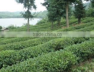 Hefei Wonfa Tea Import And Export Co., Ltd. company overview - view 2