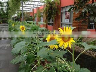 Shanghai Detan Mushroom & Truffles Co., Ltd. company overview - view 1