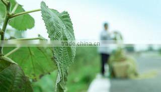 Rongchang Yesm Autumn Cultrual Development Co., Ltd. company overview - view 1