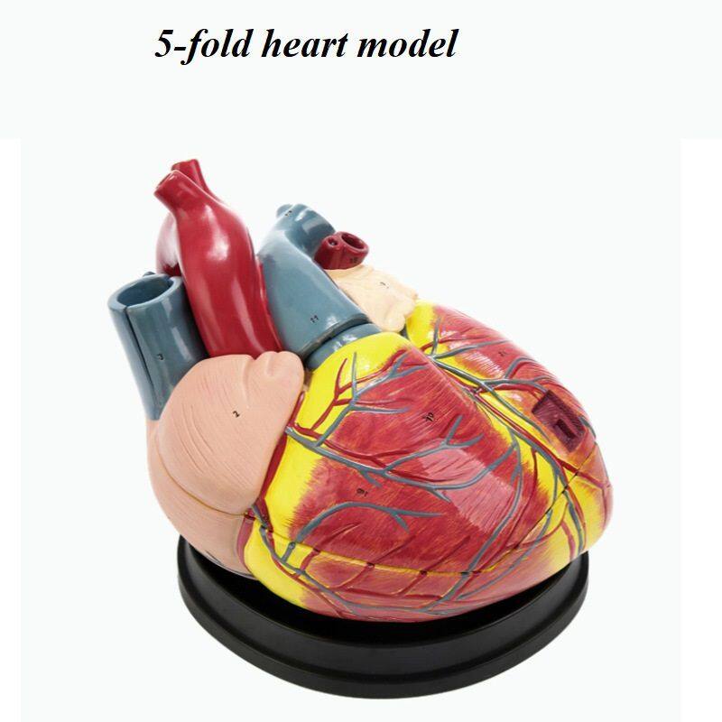 5倍大心脏(39个标识)带图解 172元.jpg