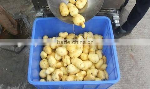 Potato Cassava Carrot Washing Peeling Machine
