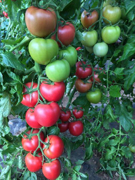 YiNong company overview - view 4