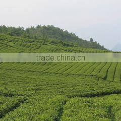 Hubei Shuangshi Tea Co., Ltd. company overview - view 1