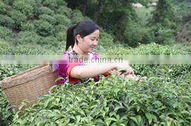 Guilin Pingle Yangfa Tea Industry Co., Ltd. company overview - view 4