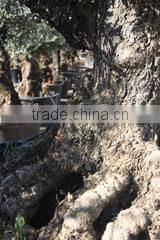 Finca Hermosa S.l. company overview - view 1