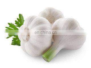 Hotting selling Garlic harvester