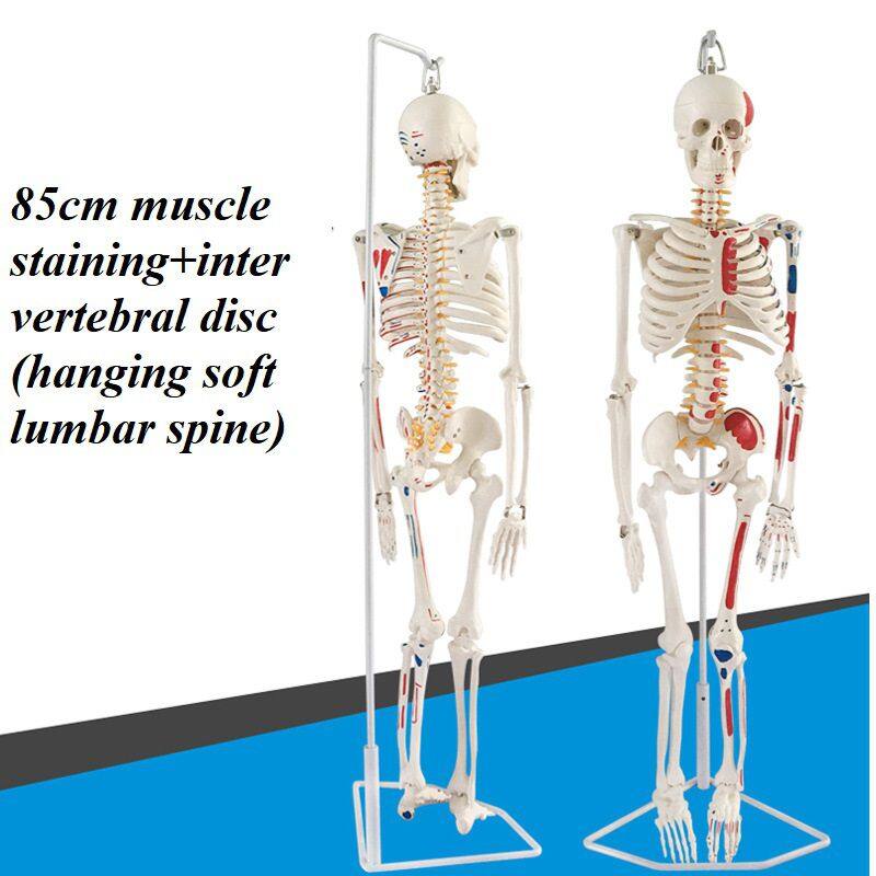 85cm肌肉着色+椎间盘(挂式软腰椎)220元.jpg
