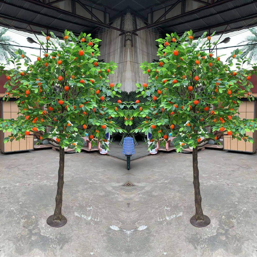 250CM橘子树