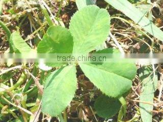 Clover Trading Co., Ltd. company overview - view 1