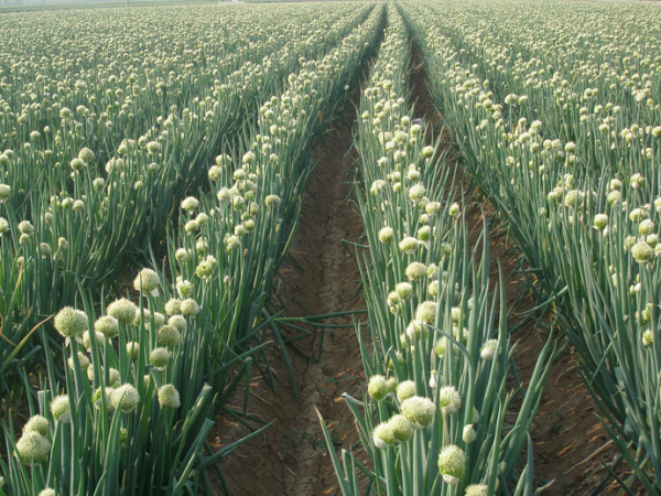 Zhangqiushilianguandacongliangzhongxiaoshoubu company overview - view 1