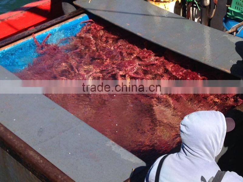 Exportadora Global Seafood Chile S.a. company overview - view 2