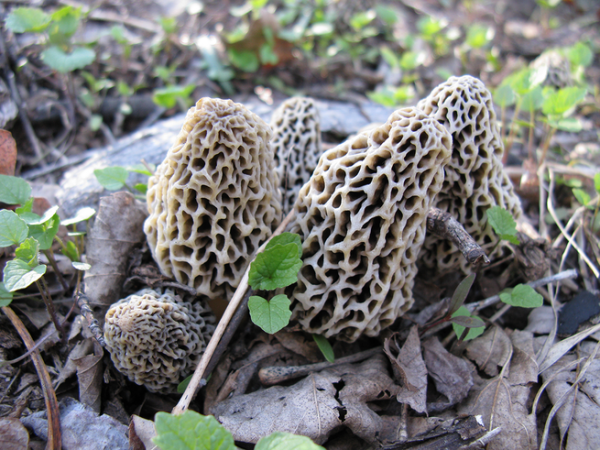 10Tips for Finding More Morel Mushrooms This Spring