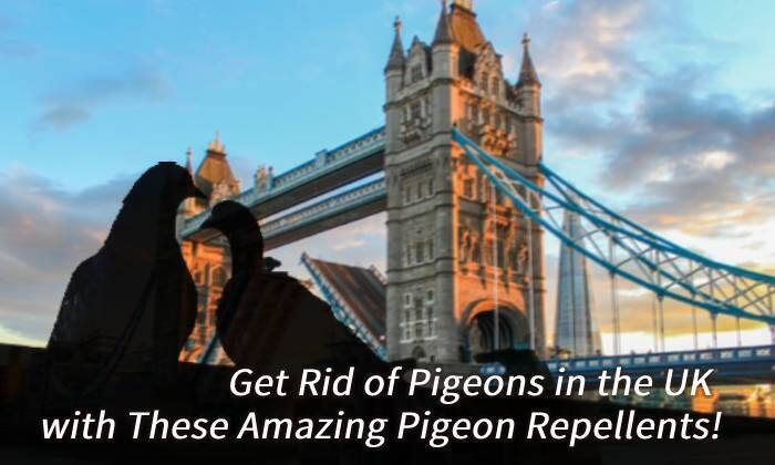 Get Rid of Pigeons in the UK with These Amazing Pigeon Repellents!