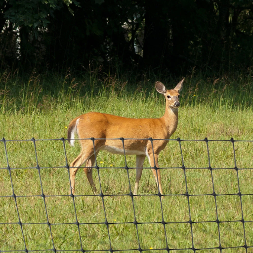 deer deterrent fence (3)