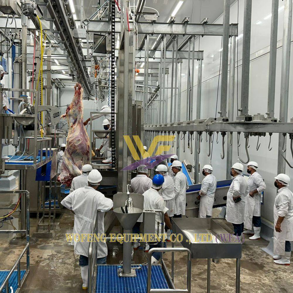 WFA cattle slaughter line (6).jpg