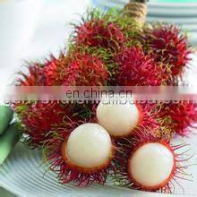 high quality longan lychee peeling machine