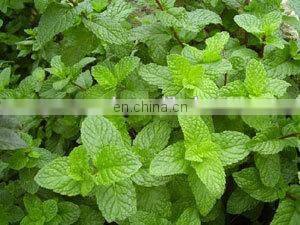 Complete mint extract processing machine / mint juice processing plant