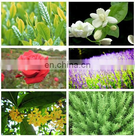 CHINA Factory  Pure Natural Lavender Rose Peppermint Flowers Leaves Extracts Essential Oil