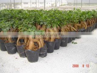 Zhangzhou Wisdom Industry & Trade Co., Ltd. company overview - view 4