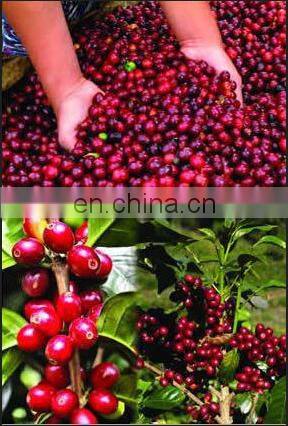Jamaica coffee bean/cherry peeling/peeler machine also cocoa