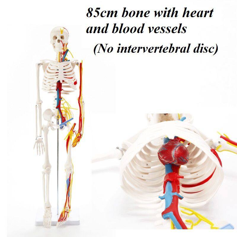 85cm骨骼 附心脏+血管(无椎间盘)175元.jpg