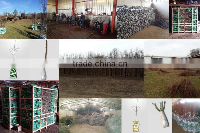 Econom Cop Doo Subotica company overview - view 3