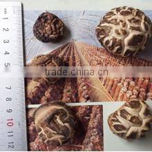 Lianfeng (Suizhou) Food Co., Ltd. company overview - view 3