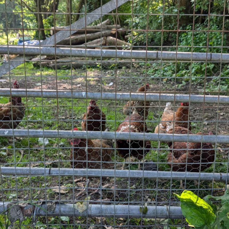 Galvanized Chicken Wire Mesh Fence for Sale/ Hexagonal Iron