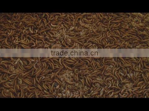 Shanxian Yongzheng Pet Food Co., Ltd. company overview - view 1