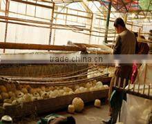 Rongchang Yesm Autumn Cultrual Development Co., Ltd. company overview - view 2