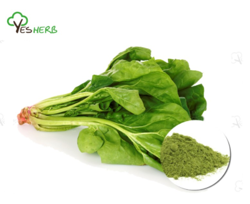 How Do Green Vegetable Powder Benefit Your Body